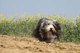 BEARDED COLLIE 211